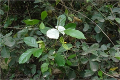 Cadaba trifoliata